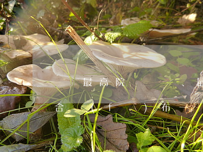剛剛！最高院、最高檢聯(lián)合發(fā)布一個重要的司法解釋，2022.5.15起施行！